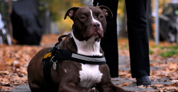 Wesenstest