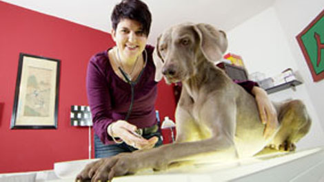 Homoeopathie fuer Tiere