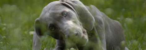 Artgerechte Hundeernährung