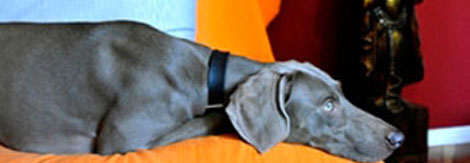Schmerzbehandlung bei DogCoach Praxis