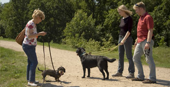 Ausbildung zum Hundetherapeut