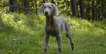 Hundepsychologie